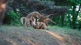 Image of Vulpes vulpes schrencki Kishida 1924