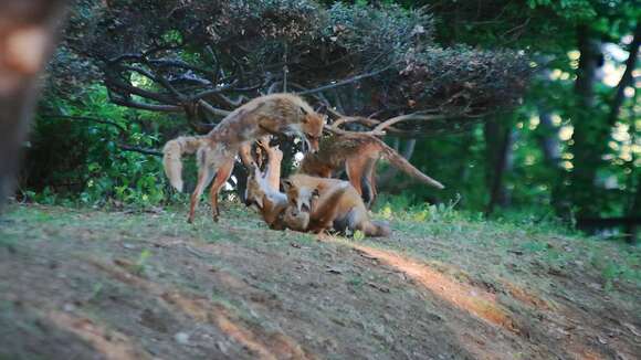 Vulpes vulpes schrencki Kishida 1924 resmi