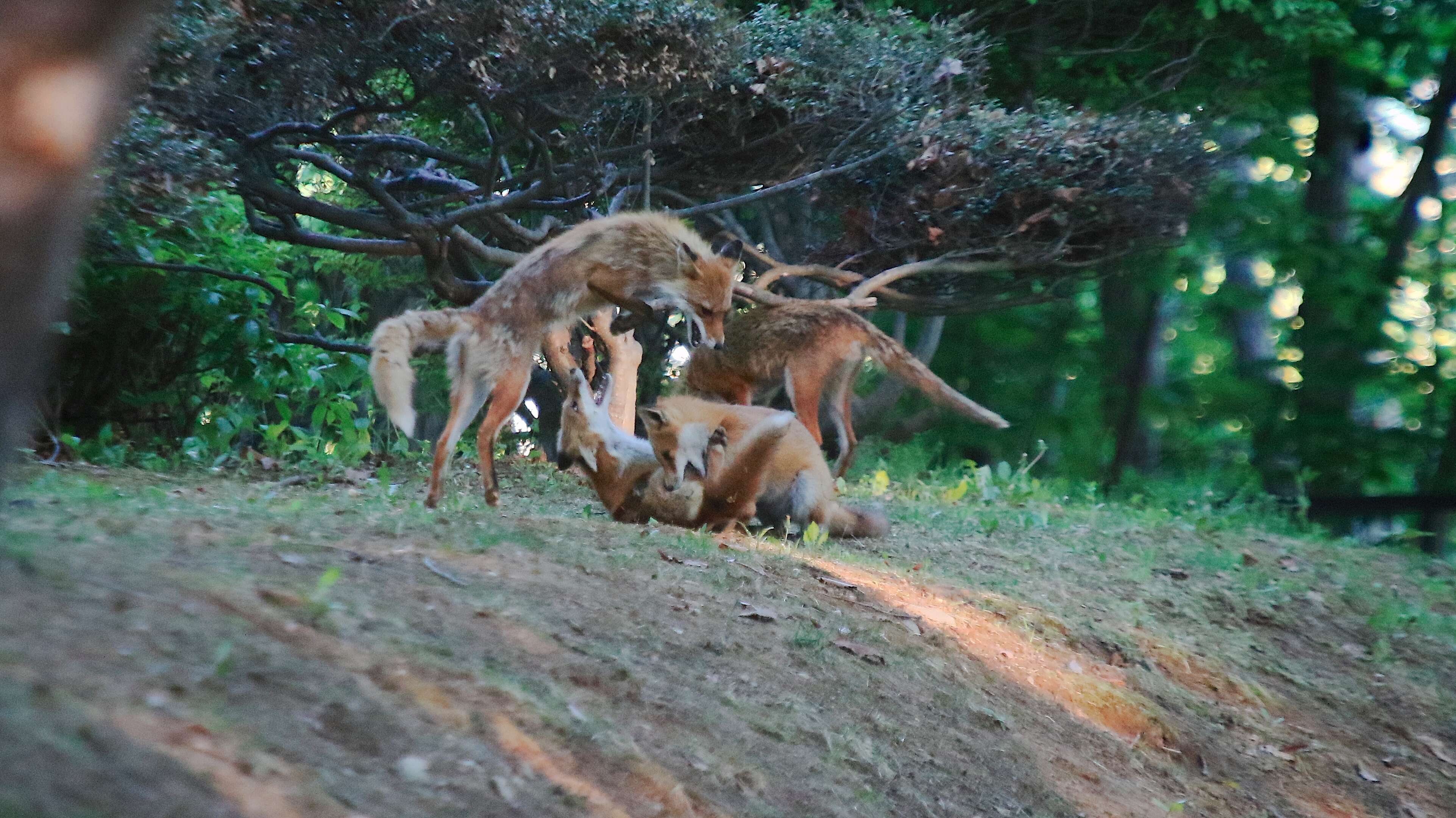 Image of Vulpes vulpes schrencki Kishida 1924