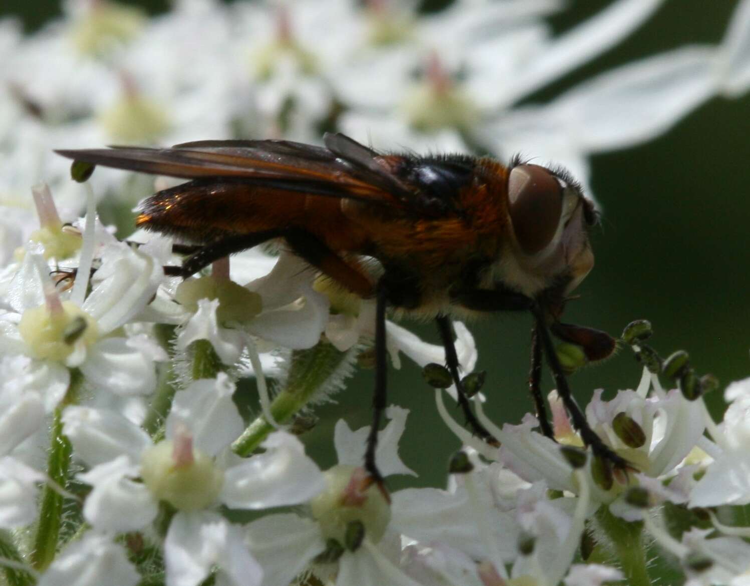 Image of Phasia hemiptera (Fabricius 1794)