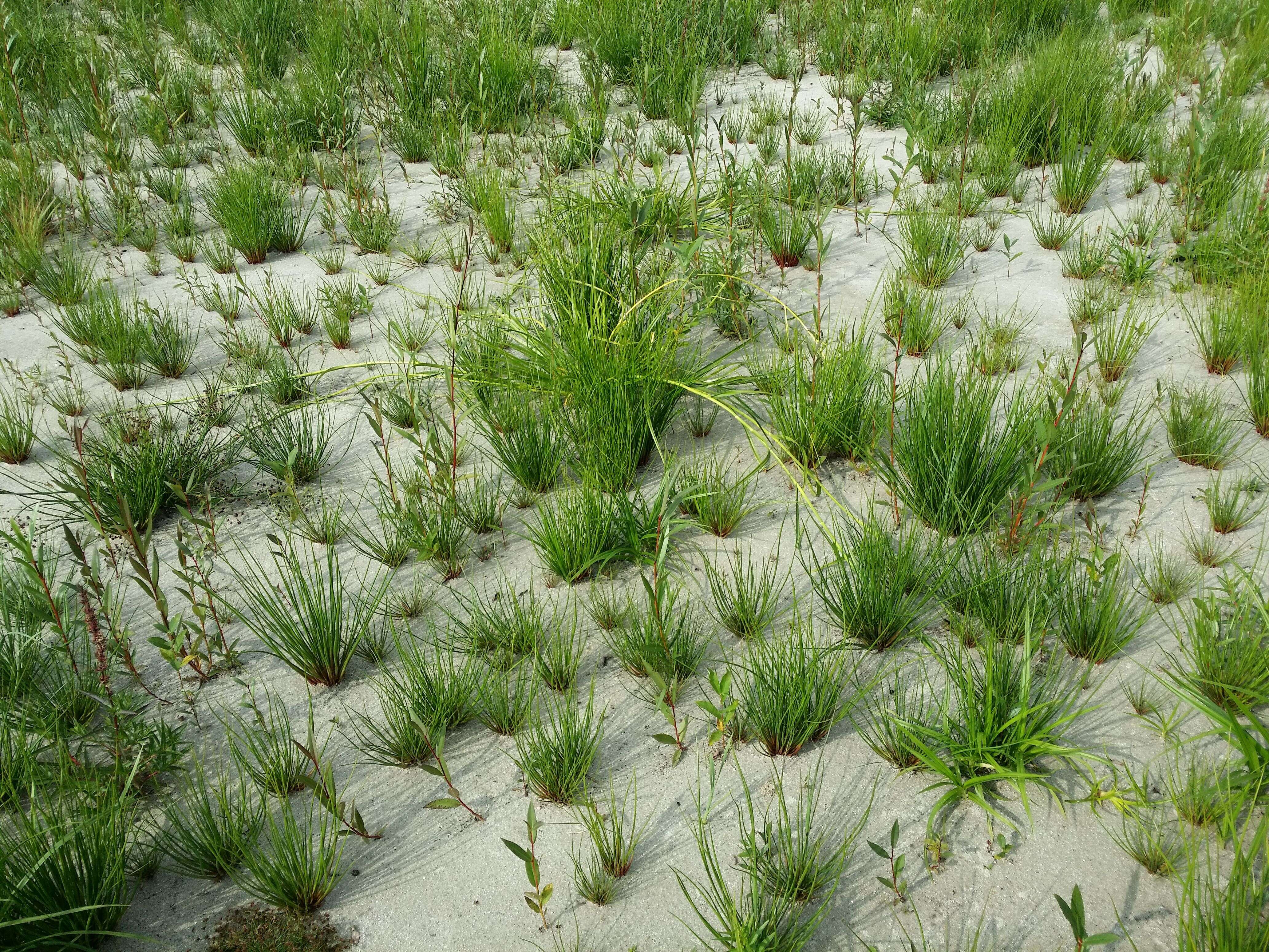 Image of Scirpus radicans Schkuhr