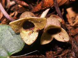 Image of Wild ginger