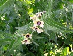 Image of black henbane