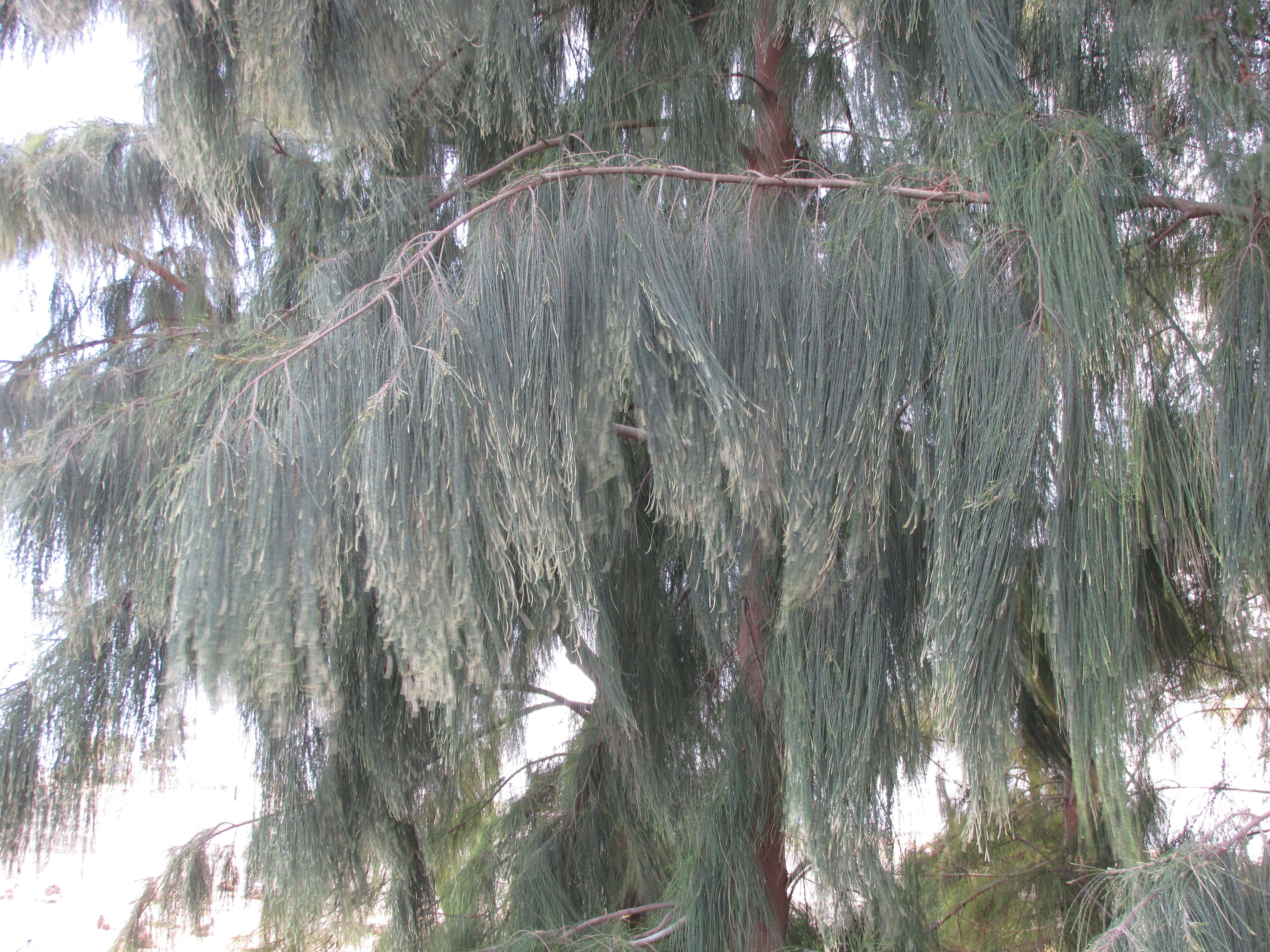 Image of gray sheoak