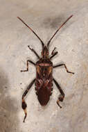 Image of Pine Seed Bug