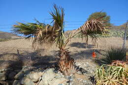 Image of Guadalupe palm