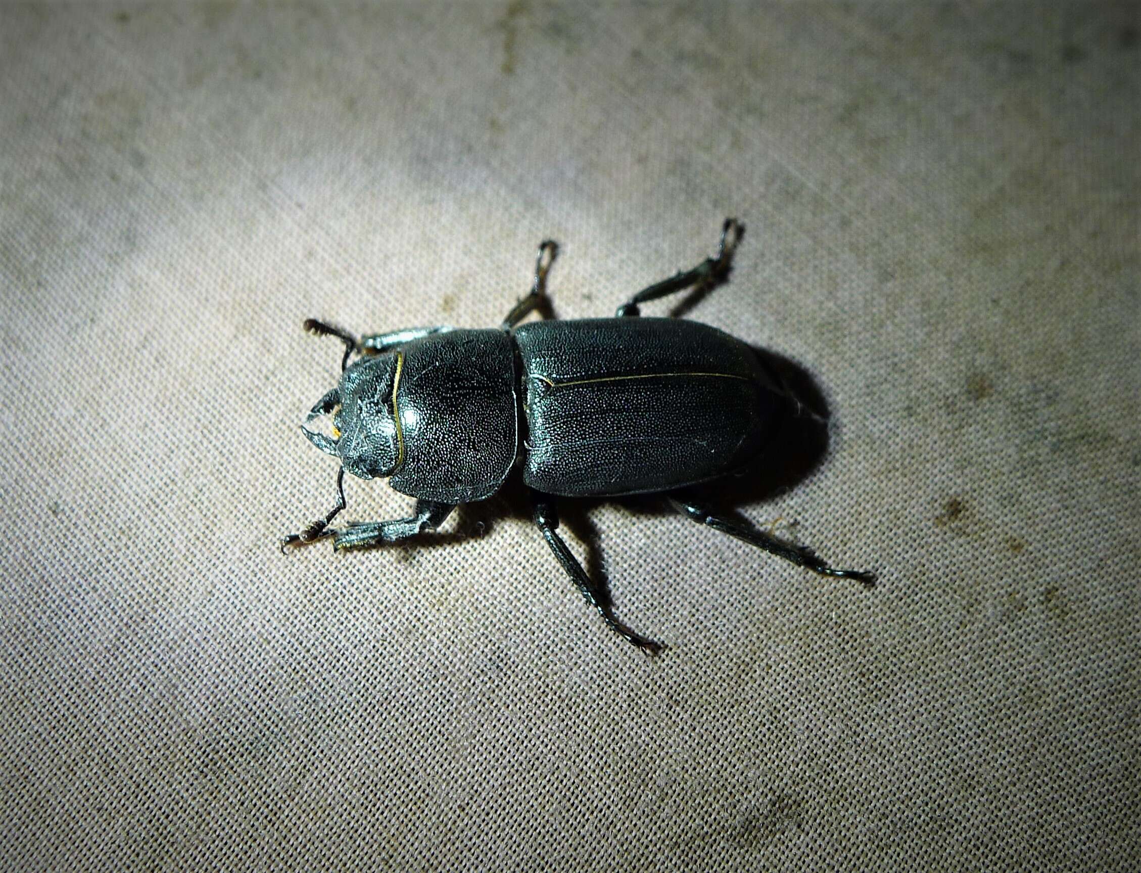 Image of Stag beetle