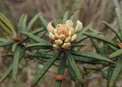 Imagem de Rhododendron tomentosum (Stokes) Harmaja