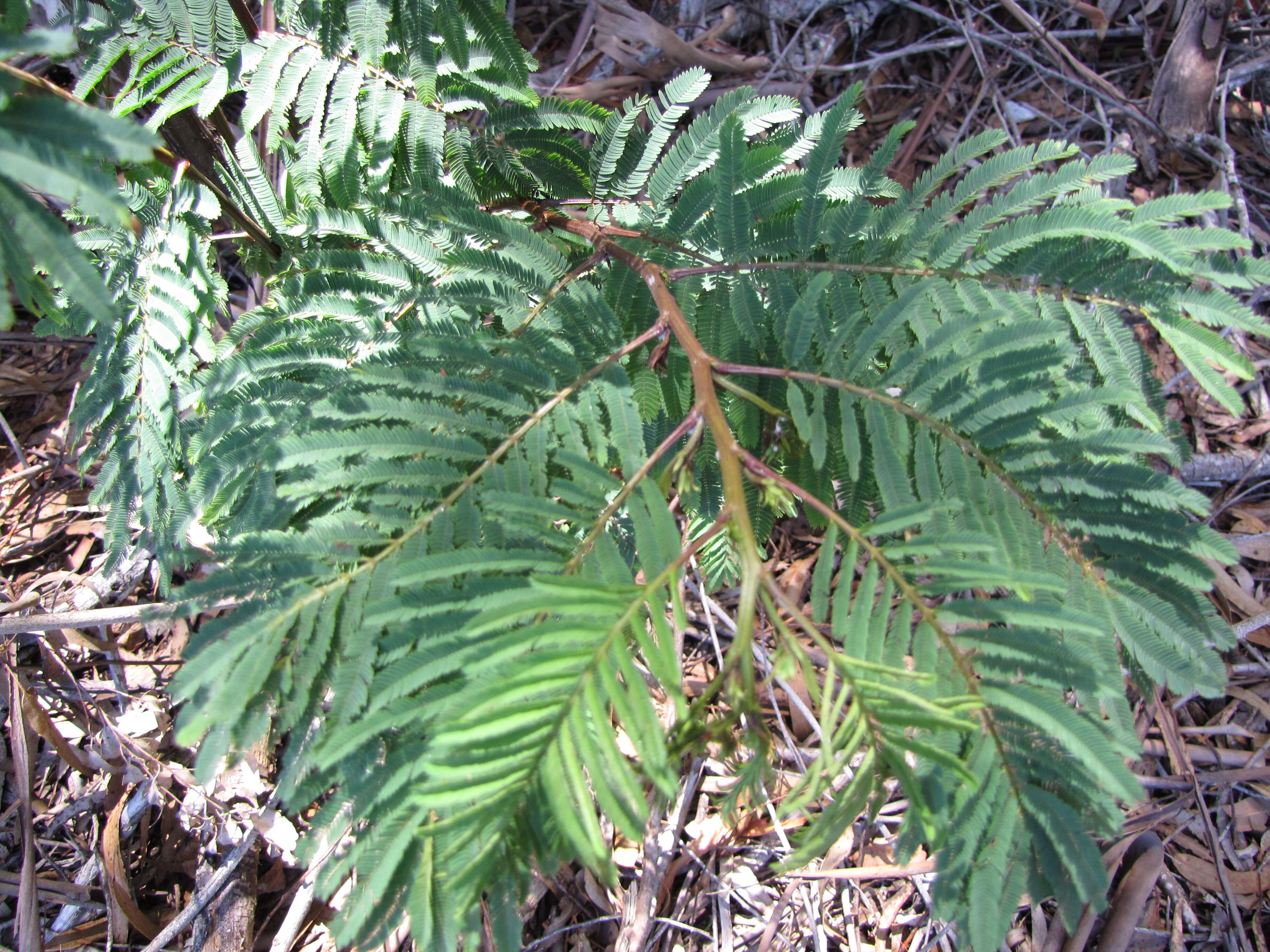 Image de Calliandra houstoniana (Mill.) Standl.