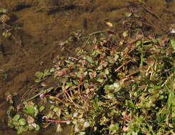 Image of Spatulaleaf Loosestrife