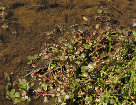 Image de Pourpier des Marais