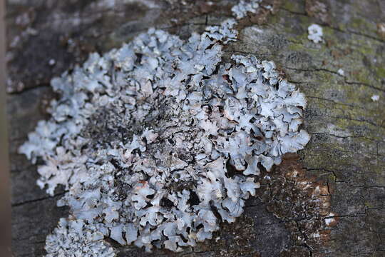 Image of Hammered shield lichen