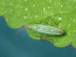 Image of Rice Leaf Bug