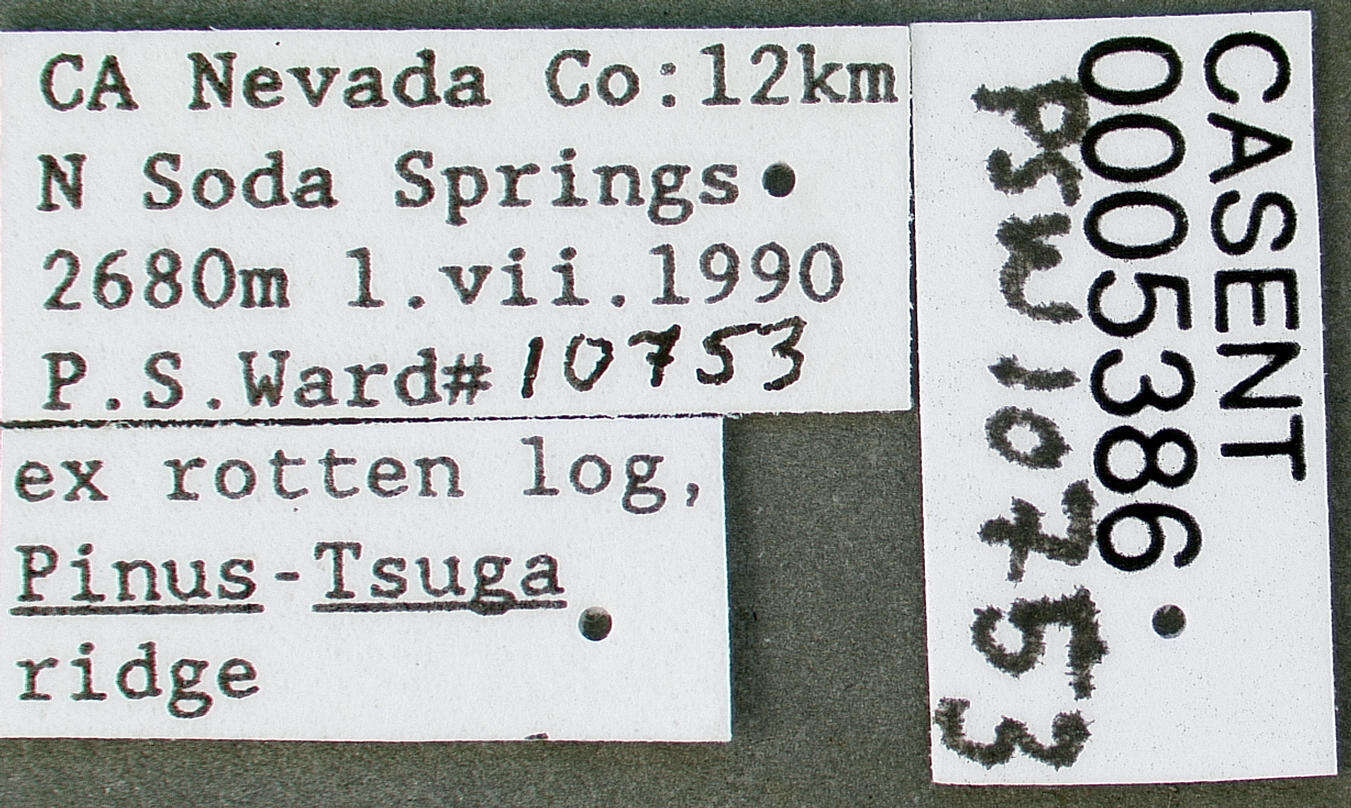 Image of Formica densiventris Viereck 1903