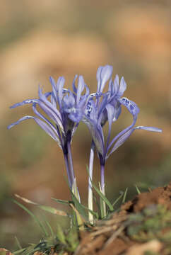 Image of Iris reticulata M. Bieb.