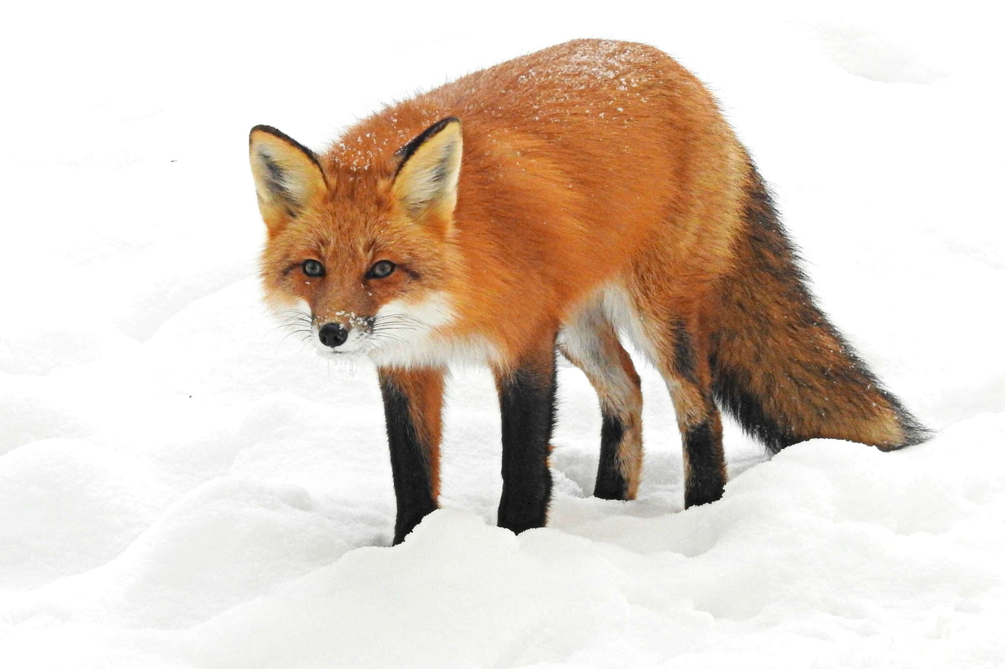 Image of American red fox