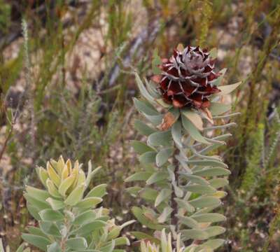 Image of Yellow bush