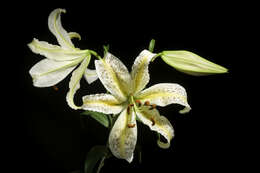 Lilium auratum Lindl. resmi