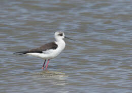 Image of Black-winged Stilt