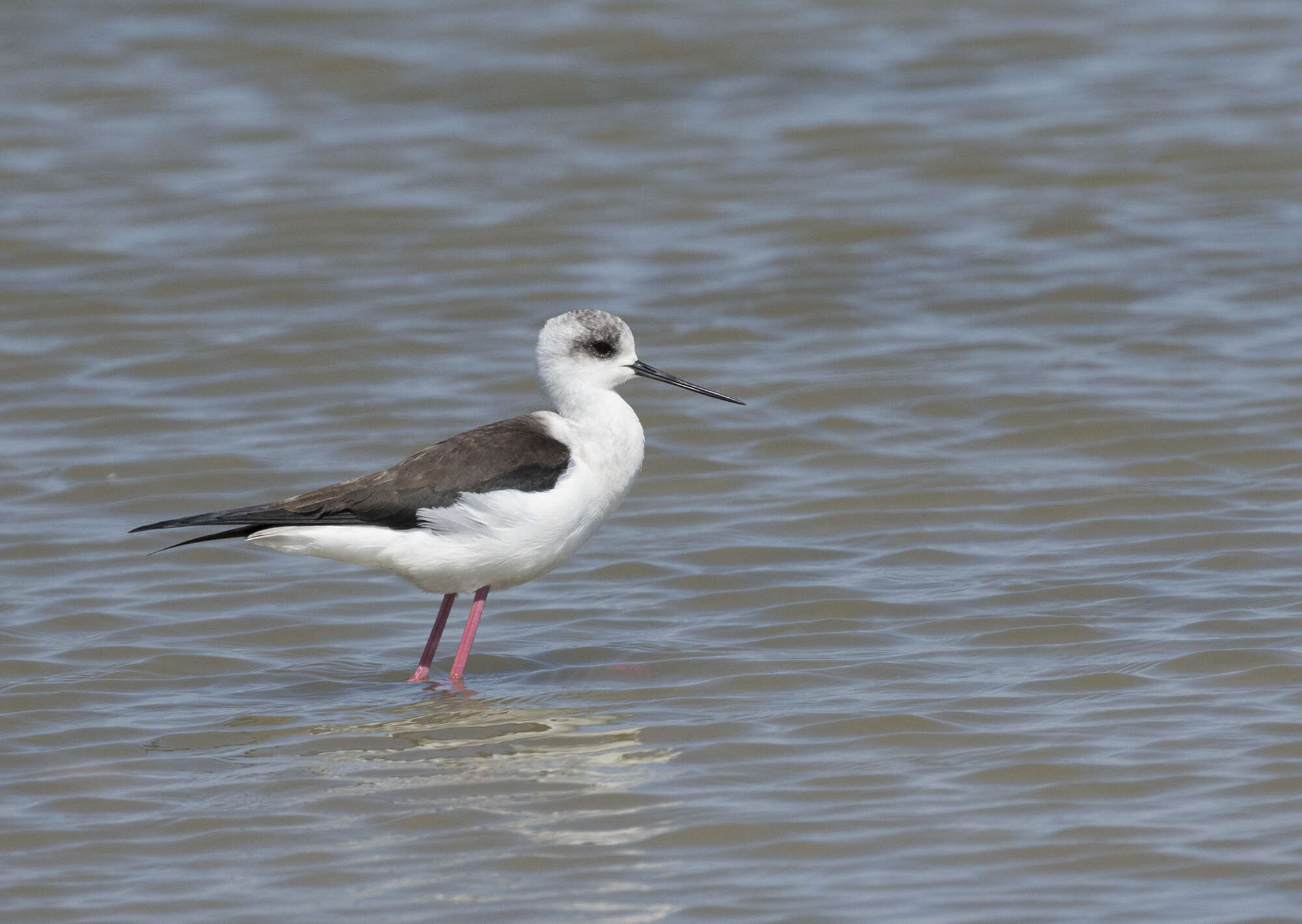 Image of Black-winged Stilt