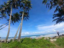 Image of coconut palm