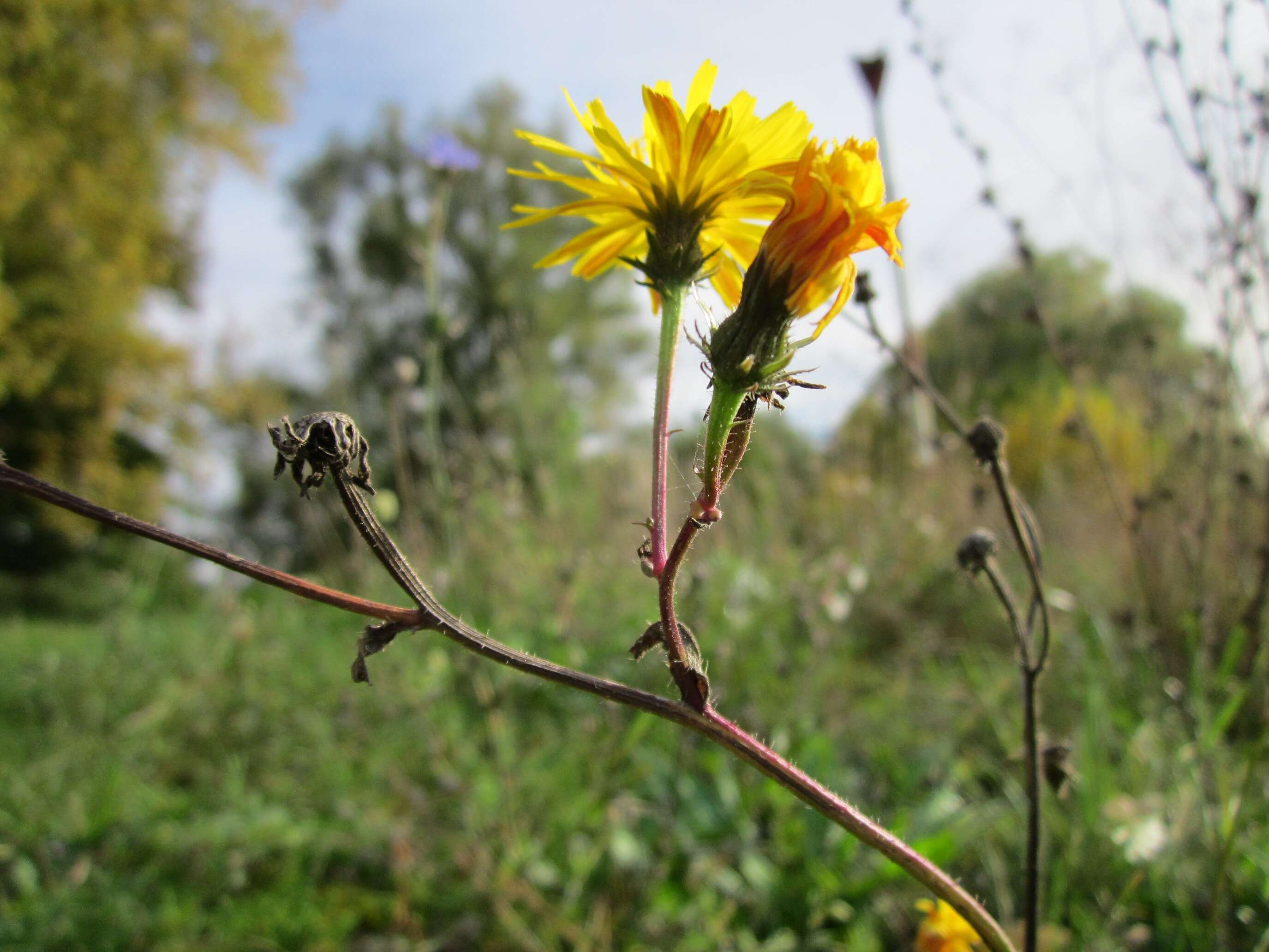 Слика од Picris hieracioides L.