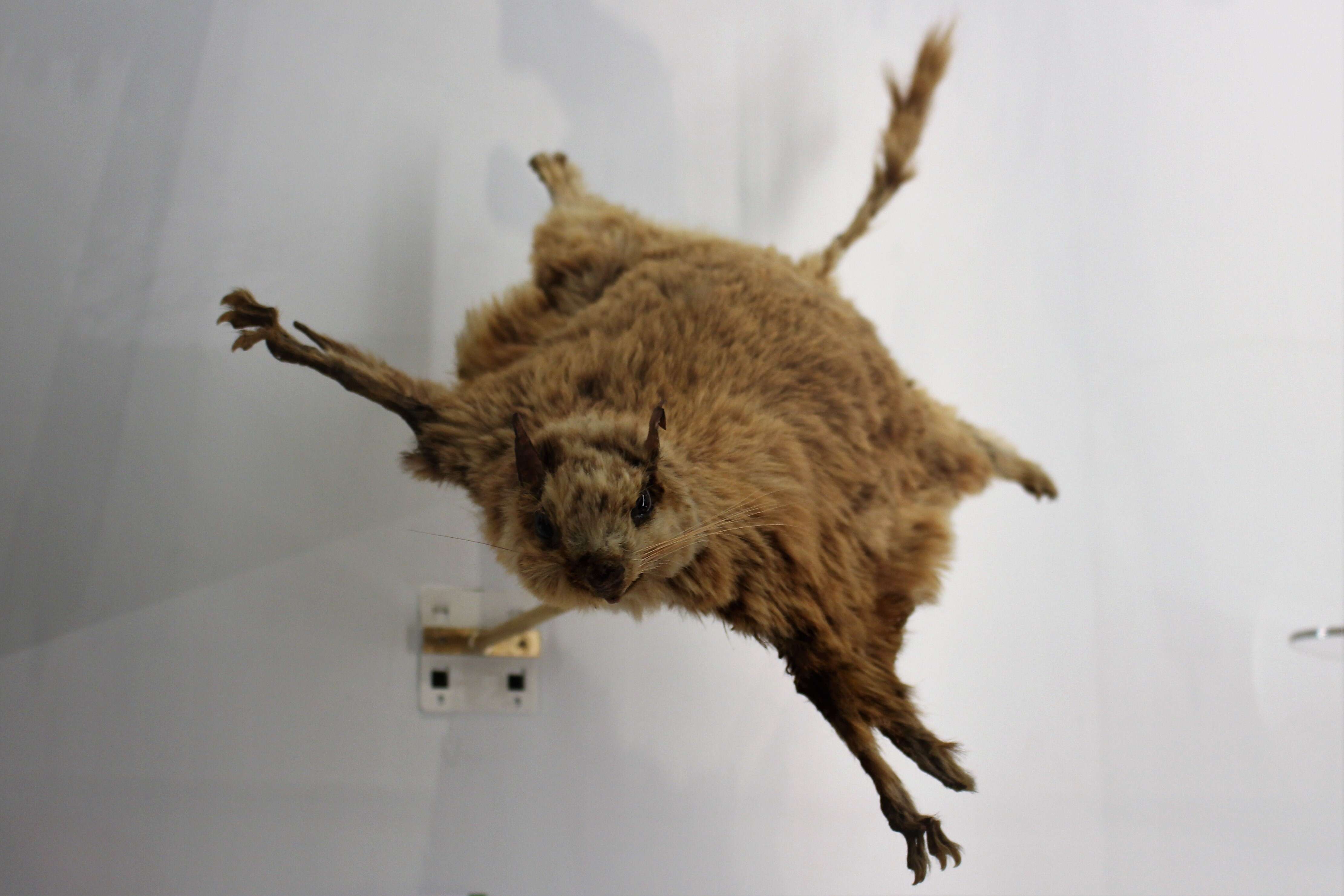 Image of Derby's Flying Squirrel