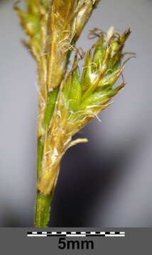 Image of quaking-grass sedge