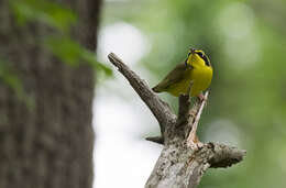 Geothlypis formosa (Wilson & A 1811) resmi