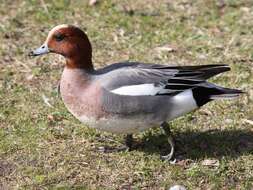 Image of Eurasian Wigeon