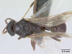 Image of Myrmica rugulosa Nylander 1849
