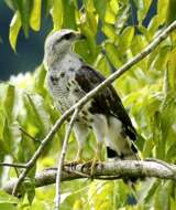 Image of Grey-lined Hawk