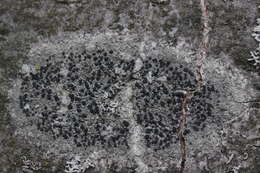 Image of lecidella lichen