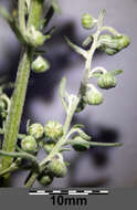 Image of Roman wormwood