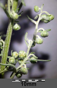 Image of Roman wormwood