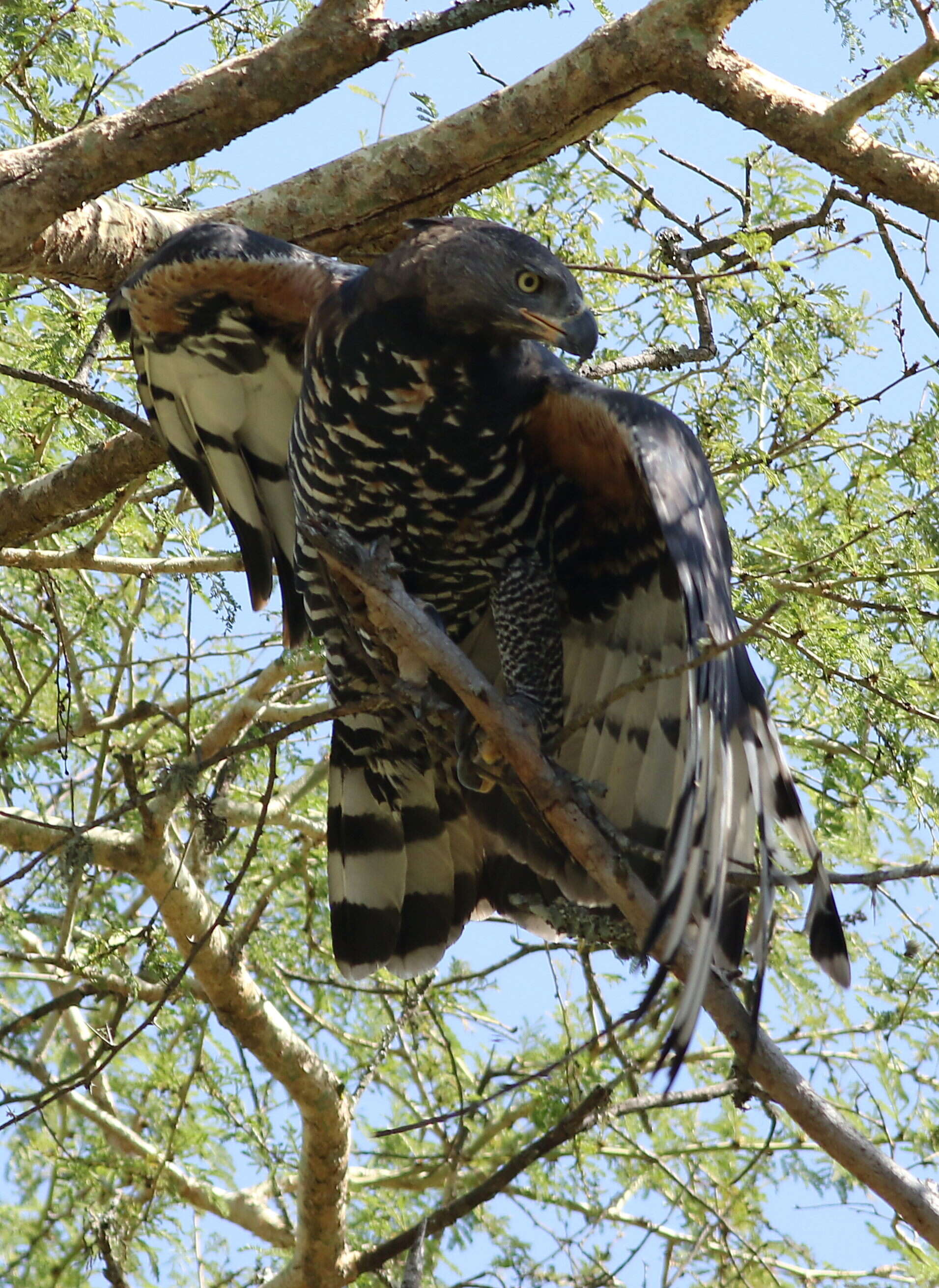 Image of Stephanoaetus Sclater & WL 1922