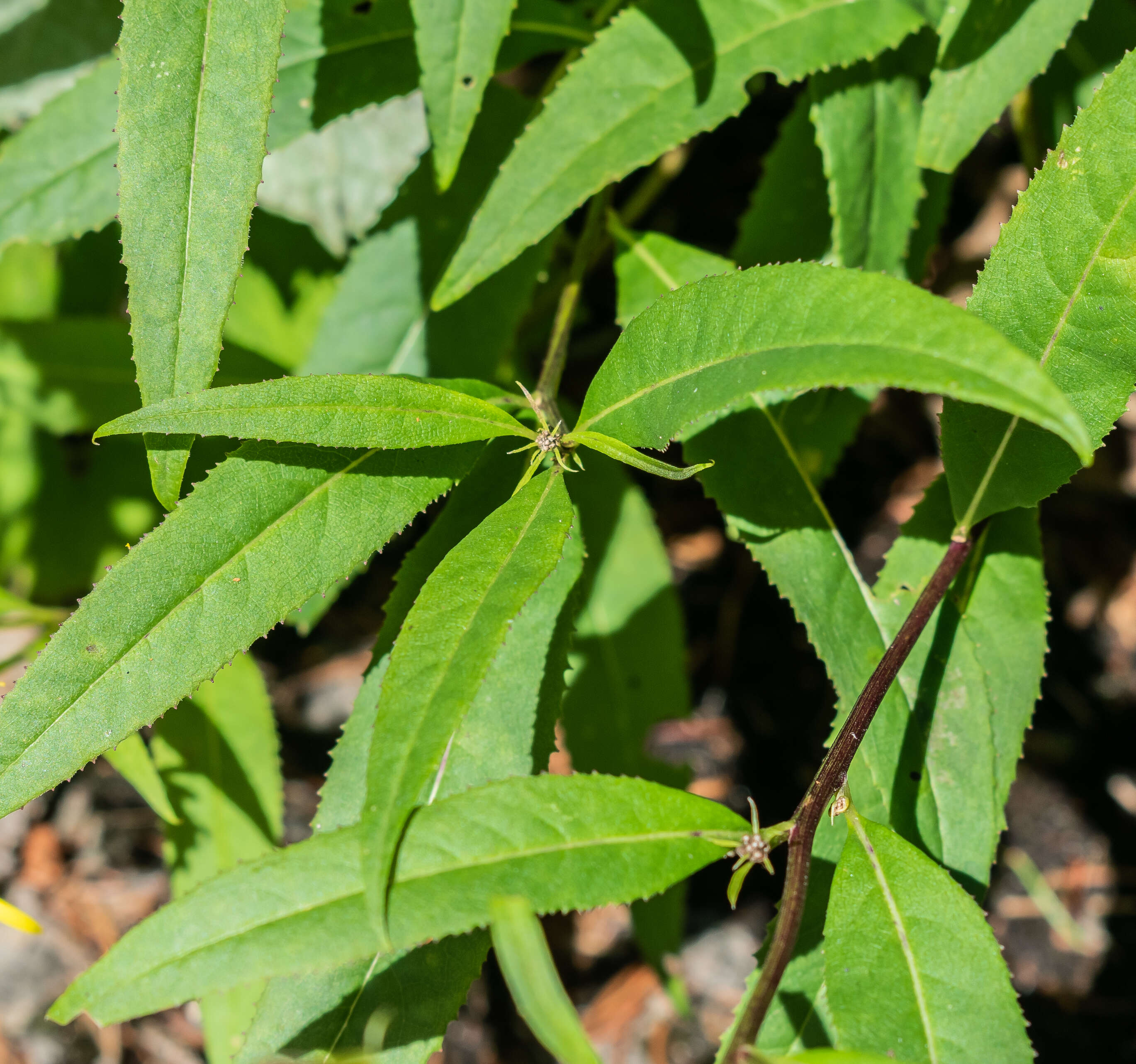 Image of wood ragwort