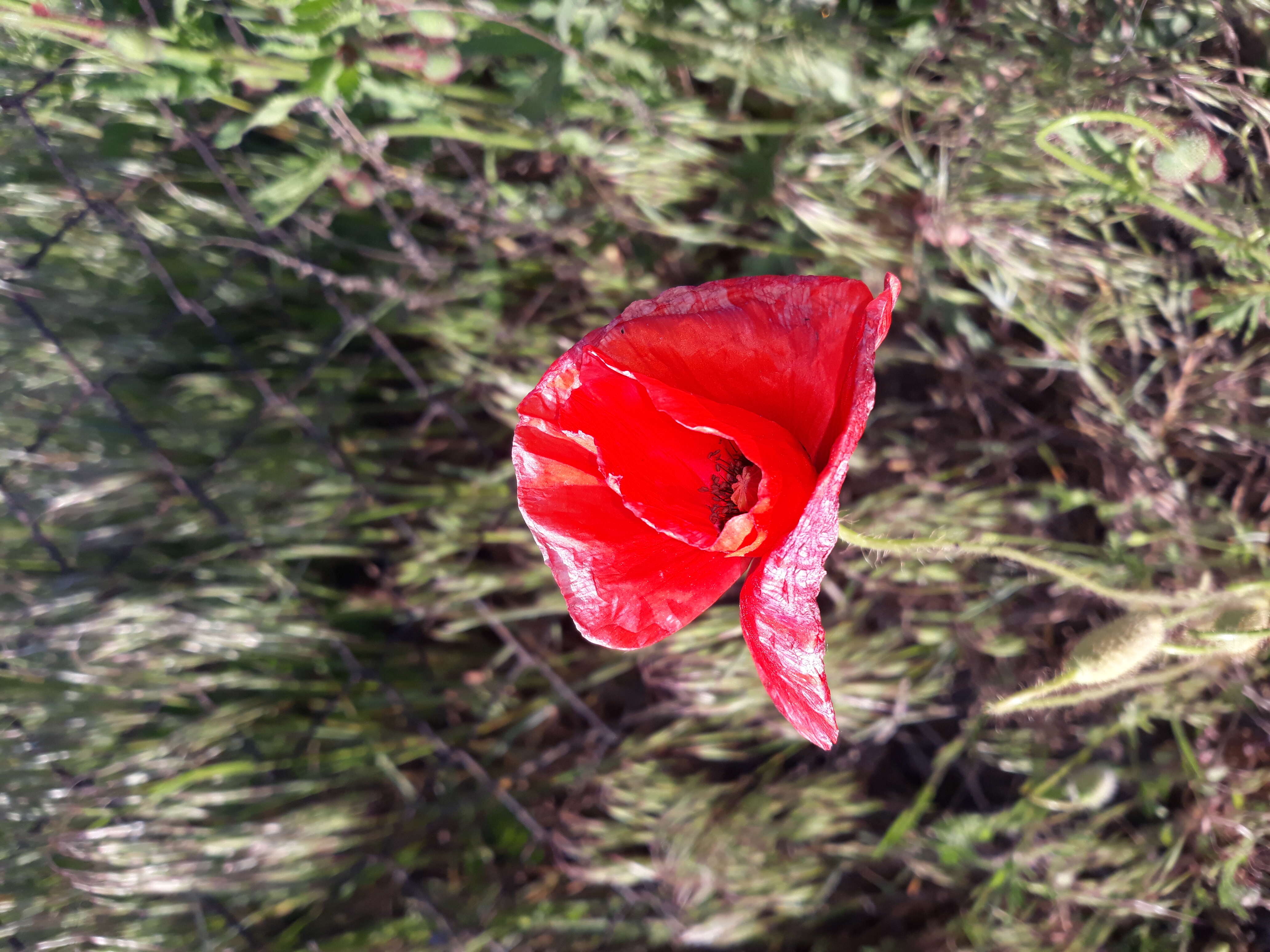 Image of corn poppy