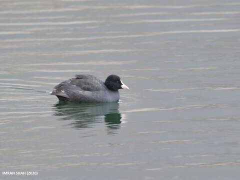 Image of Common Coot