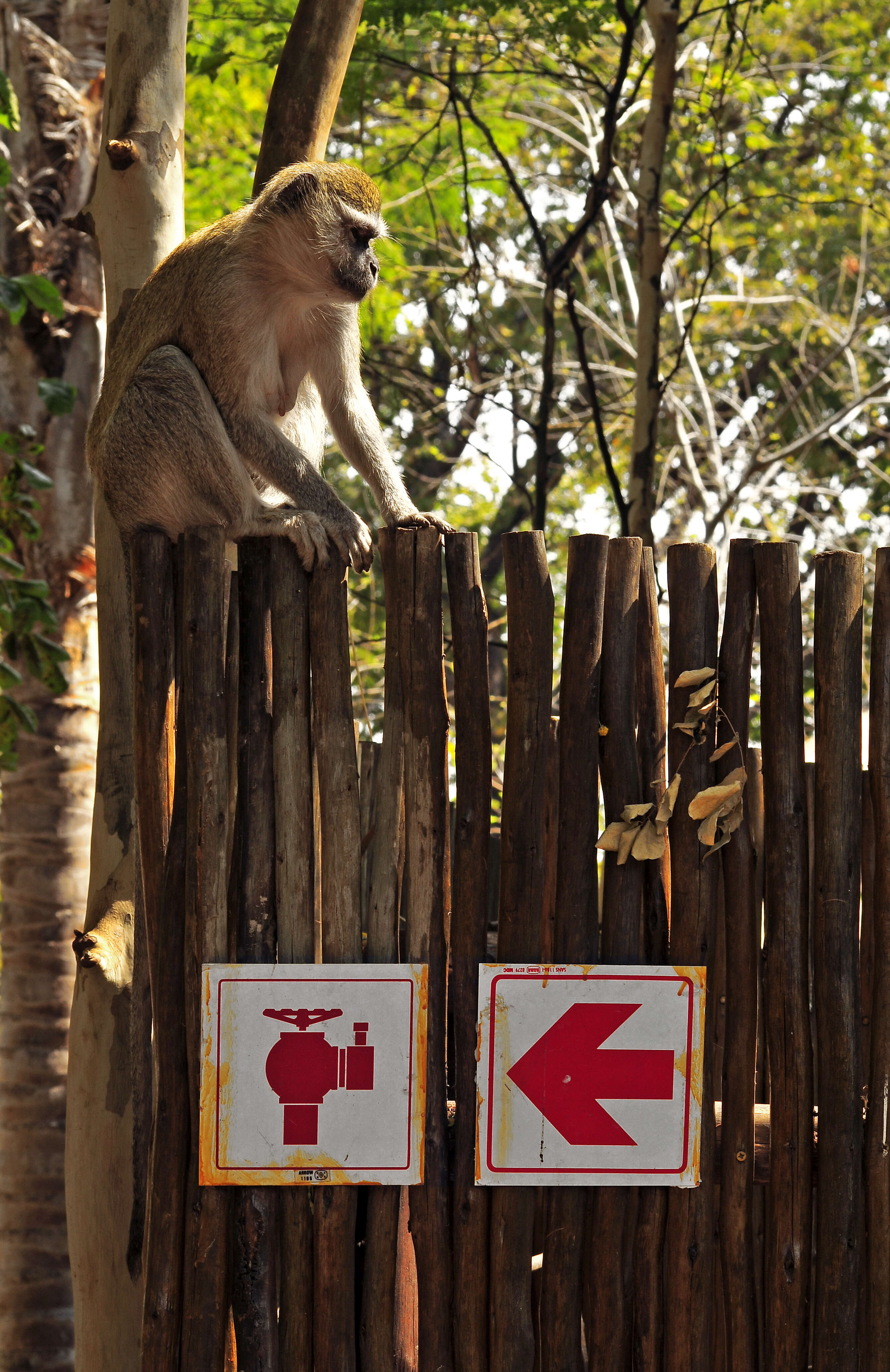 Image of Vervet Monkey