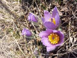 Image of Greater Pasque Flower