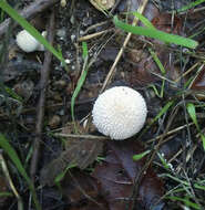 Image of Lycoperdon pulcherrimum