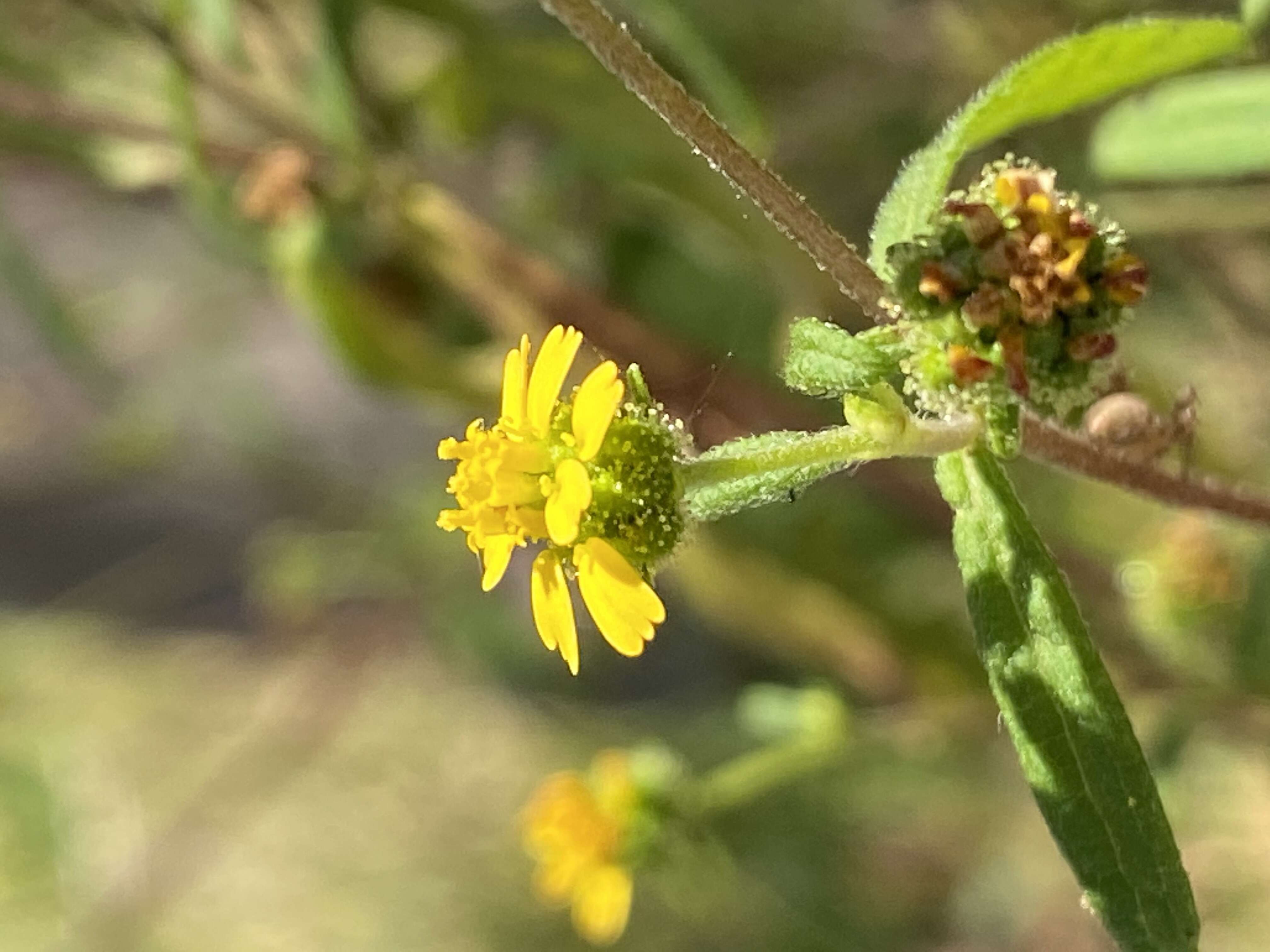 Image of common St. Paul's wort