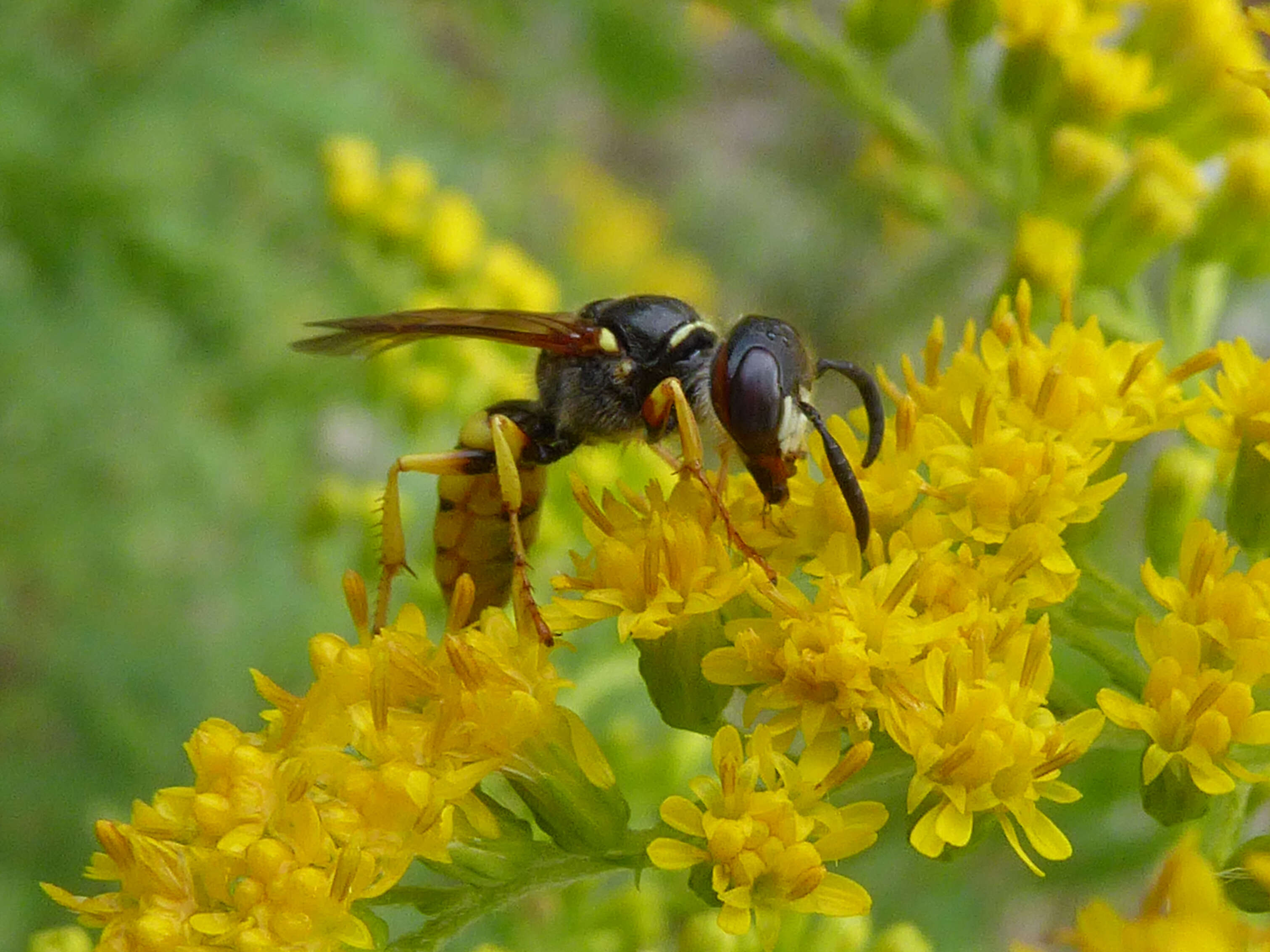 Imagem de Philanthus triangulum (Fabricius 1775)