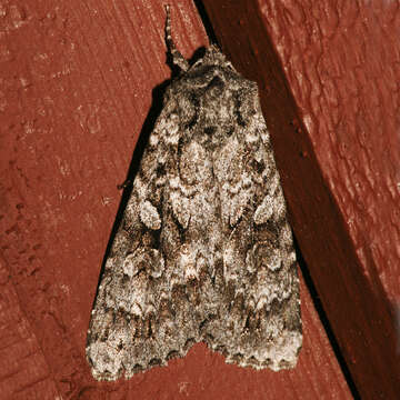 Image of Great Gray Dart; Great Brocade