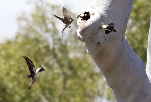 Image of Tree Martin