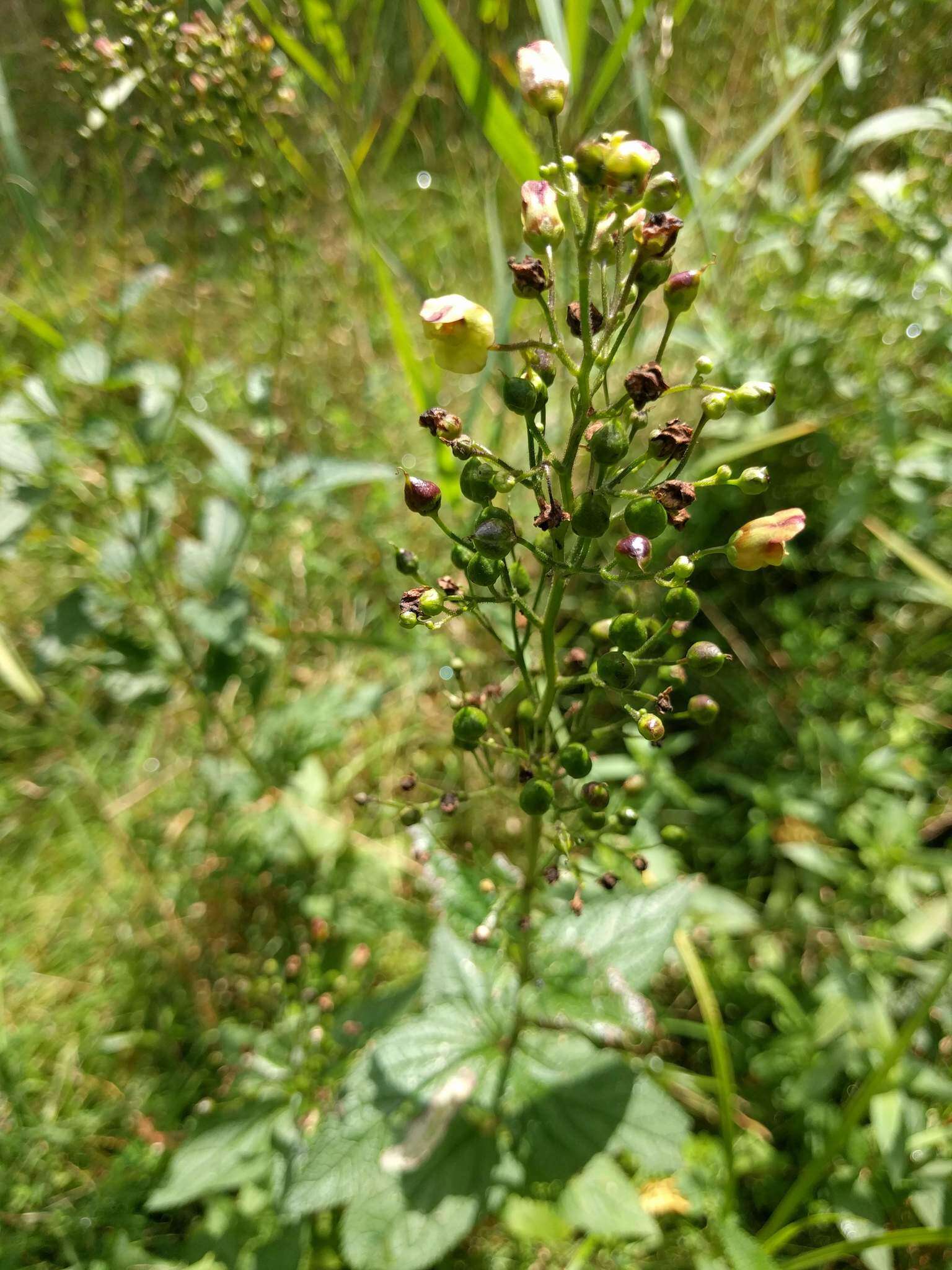 Imagem de Scrophularia nodosa L.