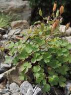 Aquilegia laramiensis Nelson resmi