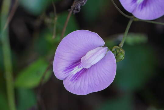 Image of flor de conchitas