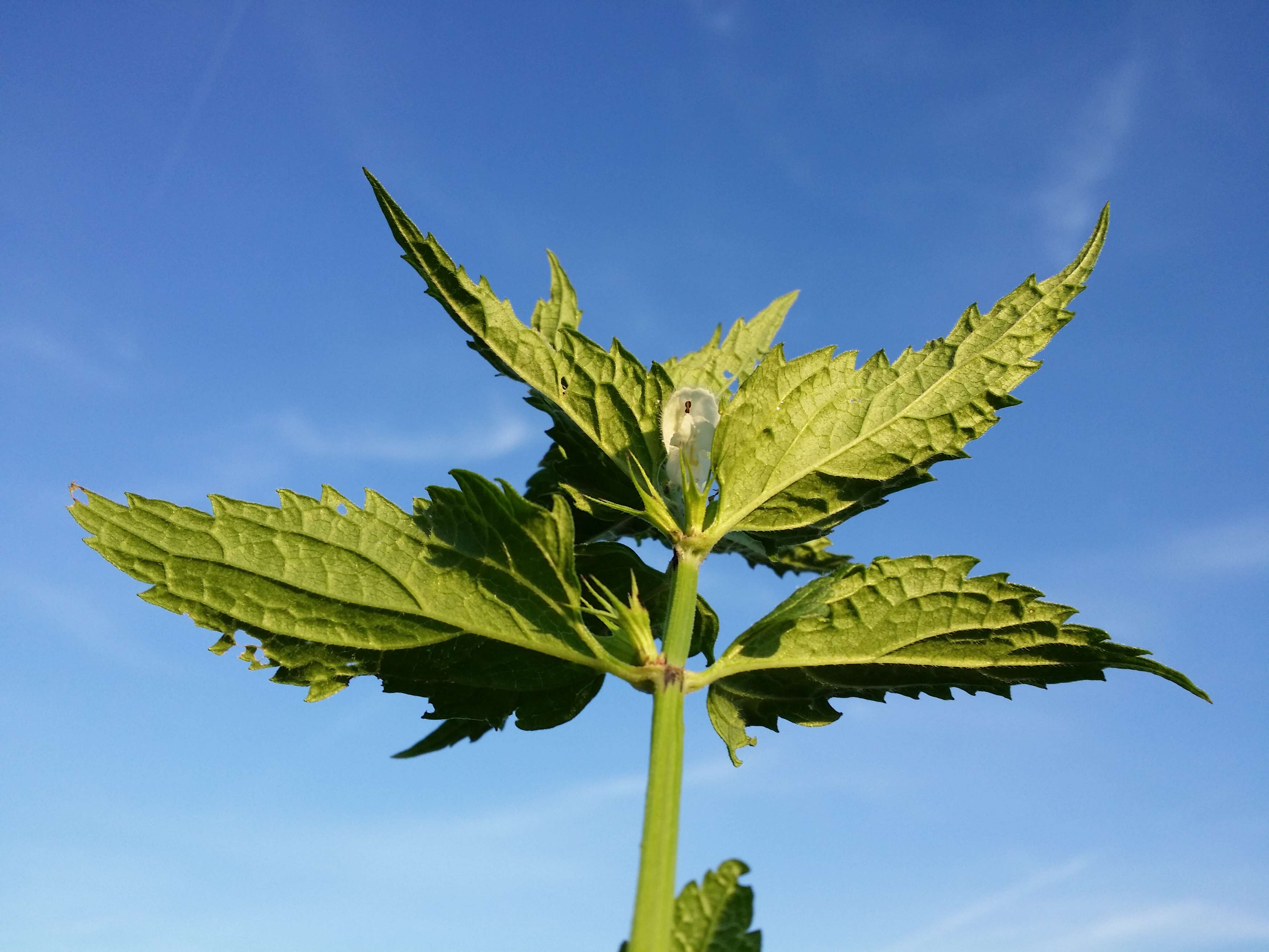 Image of white deadnettle